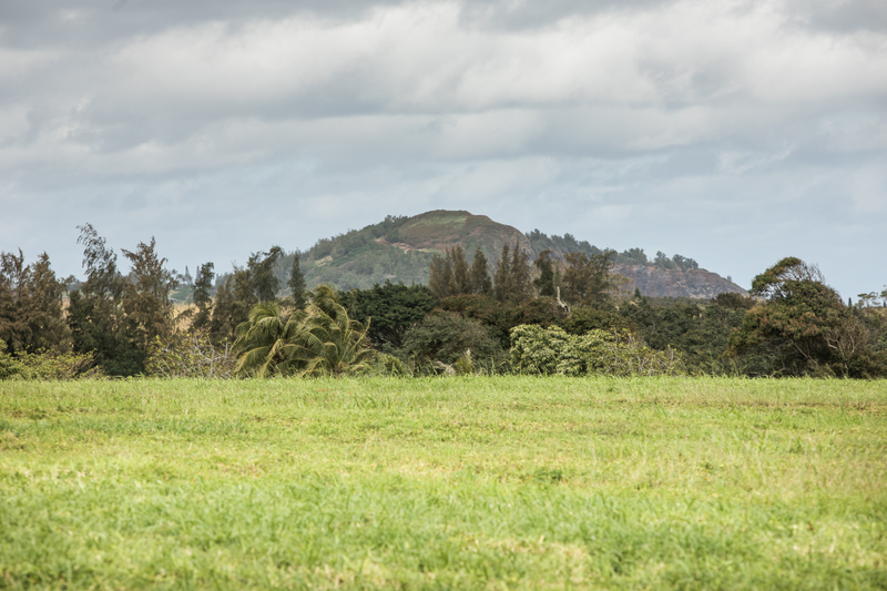 Much of Zuckerberg’s property is a former sugarcane plantation that is now grazed by cattle.